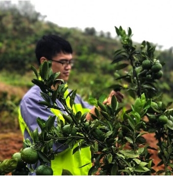 惠农网专注实地品控，助“东江湖蜜橘”品牌再升级