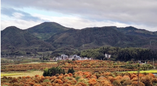 浦城首位丹桂形象大使出炉