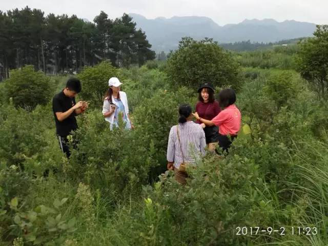 从“一颗蓝莓的成长史”探索茅台生态农业公司发展途径