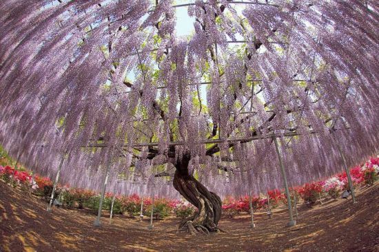 日本紫藤如童话般梦幻 似《阿凡达》“灵魂树”