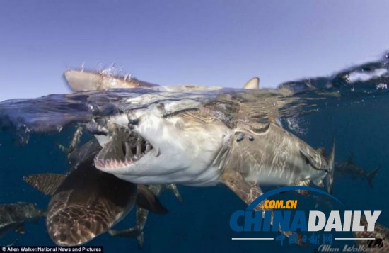 水下摄影大赛：裸女萌海豹凶残鲨鱼