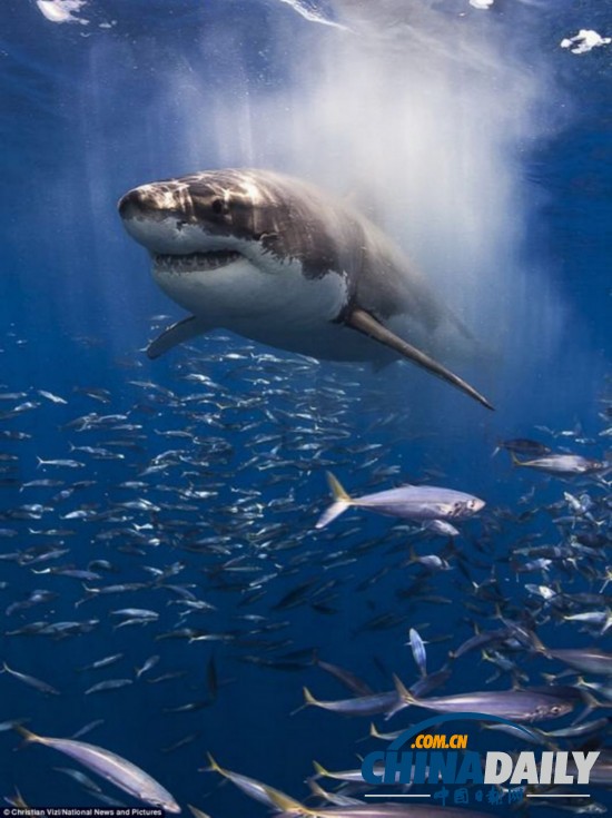 水下摄影大赛：裸女萌海豹凶残鲨鱼