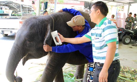 泰国整治非法大象贸易