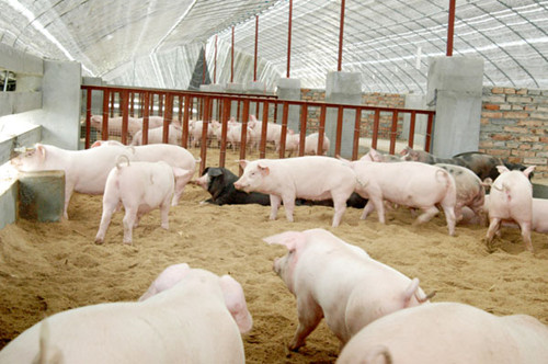 应对制裁 俄罗斯将从中国进口猪肉<BR>