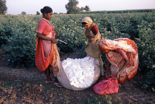 印度或超中国成为全球最大产棉国