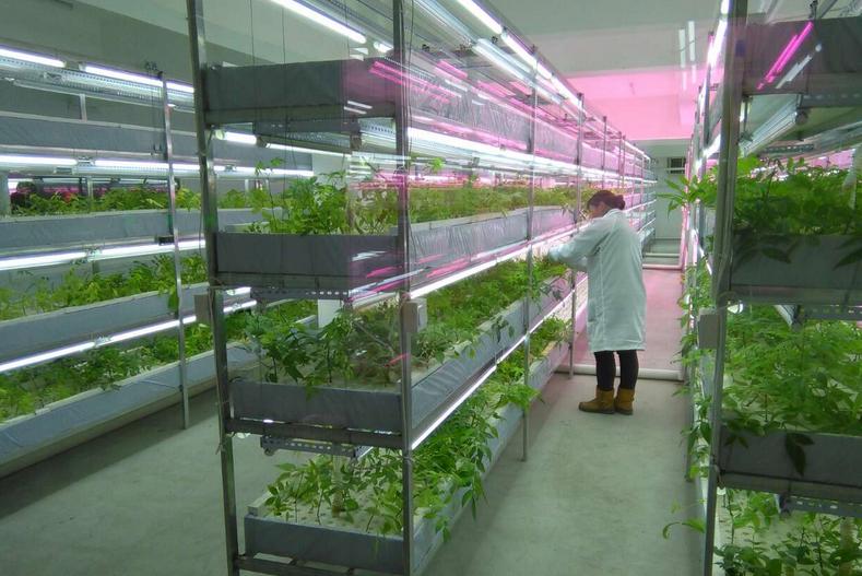 中国最大的植物工厂在北京建成投产