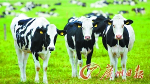 新西兰乳业受到投毒威胁