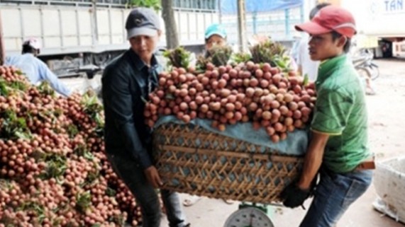 越南农业专家官员：今年乃至今后若干年<BR>中国仍是越南荔枝的主力市场