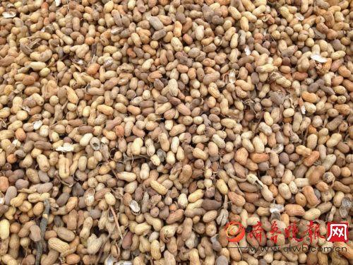 山东口岸首次检出有害生物冷杉短鞘天牛
