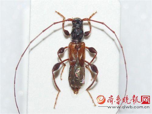 山东口岸首次检出有害生物冷杉短鞘天牛