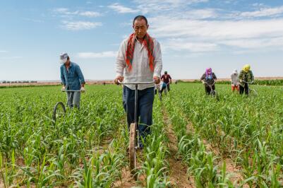 沙漠绿洲的守望者：任小米登陆天猫
