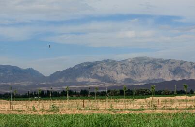 沙漠绿洲的守望者：任小米登陆天猫