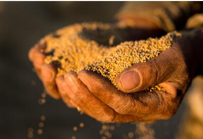 沙漠绿洲的守望者：任小米登陆天猫