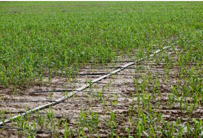 沙漠绿洲的守望者：任小米登陆天猫