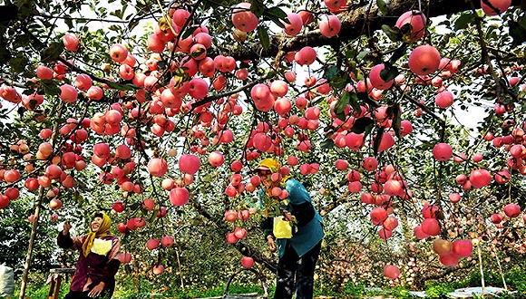 【特写】苹果熟了 当栖霞果农遇上生鲜电商