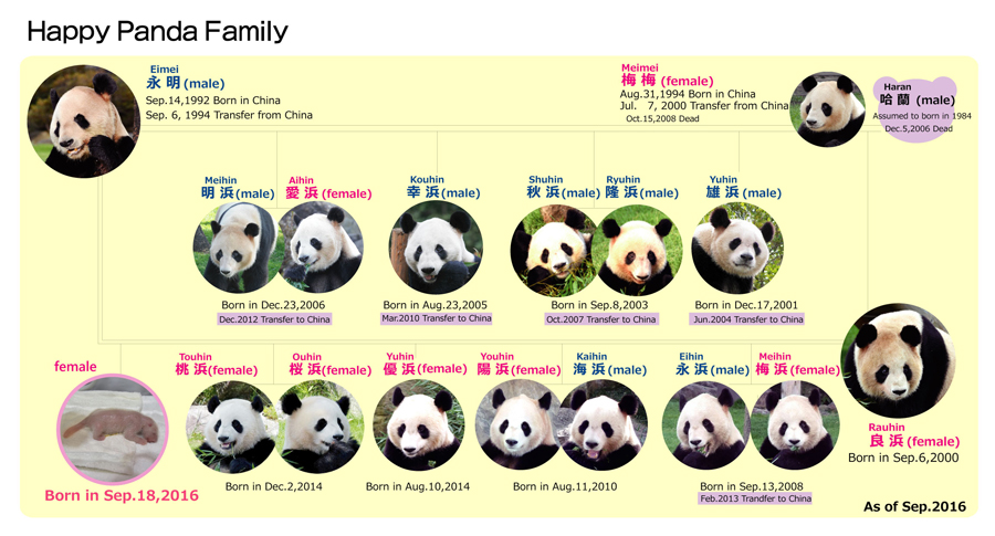 日本Adventure World让新生大熊猫公开亮相，并开展征名活动