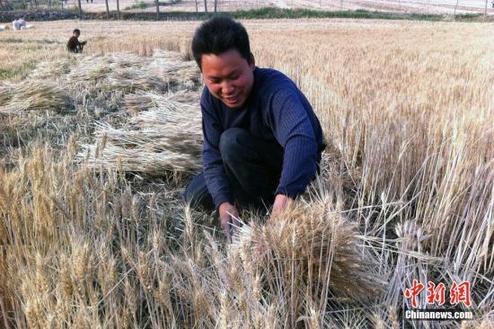 中国将在13个粮食主产省份开展农业大灾保险试点