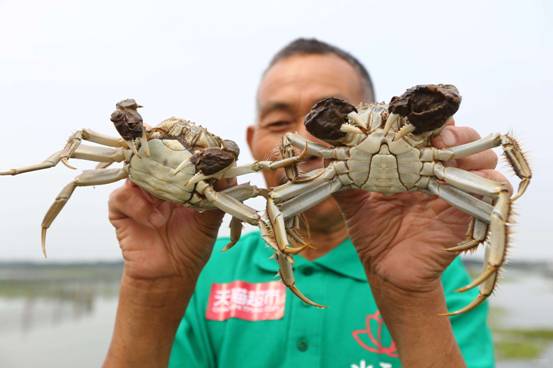 阳澄湖、固城湖等江苏四大大闸蟹产地天猫生鲜火线集结 最快6小时送达