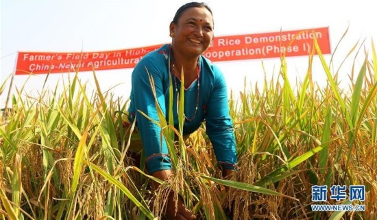 种植中国杂交水稻 尼泊尔农民收入翻2倍