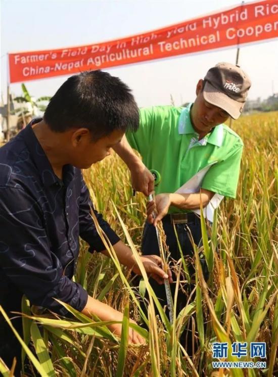 种植中国杂交水稻 尼泊尔农民收入翻2倍
