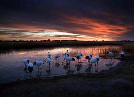 90后女孩王春丽守护向海自然保护区 马云马化腾写信为她点赞