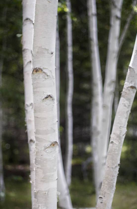 古道驿站换新貌,黑土地上现“西湖”