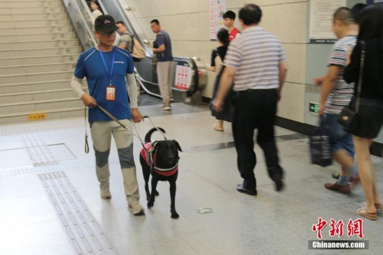 导盲犬“亮相”西安地铁站 首只即将免费交付盲人使用