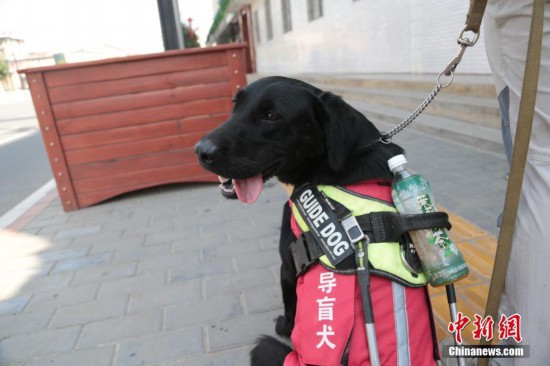 导盲犬“亮相”西安地铁站 首只即将免费交付盲人使用