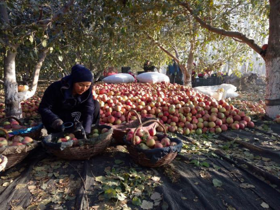 一个月买的苹果占全国六分之一 广东人是全国最懂浪漫的