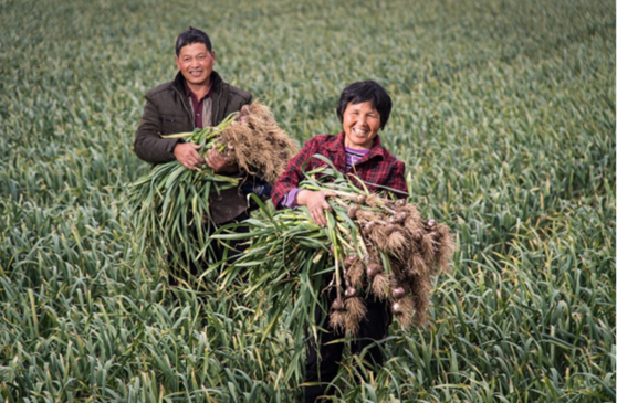 深入500产地投100亿，拼多多公布“一起拼农货”扶贫助农计划