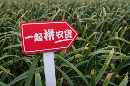 深入500产地投100亿，拼多多公布“一起拼农货”扶贫助农计划