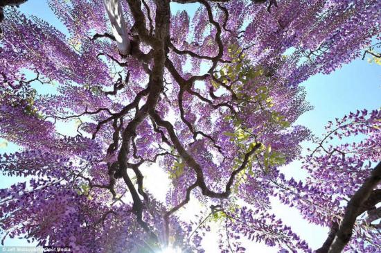 日本紫藤如童话般梦幻 似《阿凡达》“灵魂树”