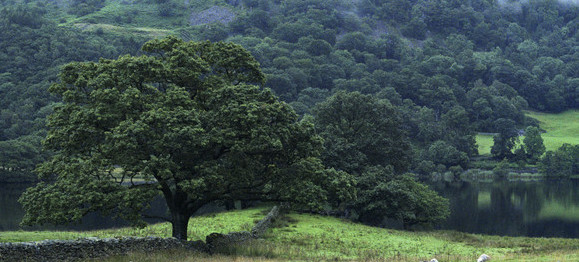 英国投资1500万英磅研究气候变化对森林影响