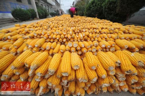 中国大量进口乌克兰玉米 英媒：美国玉米受冷落