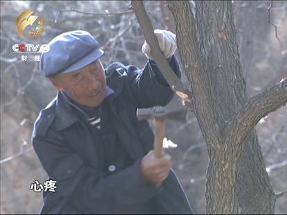 山西临县耗资4.7亿灌溉工程成摆设 灾民忍痛砍树